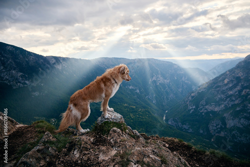 The dog steps forward confidently as beams of light stream across the valley. The dramatic setting captures the freedom of mountaintop adventure.