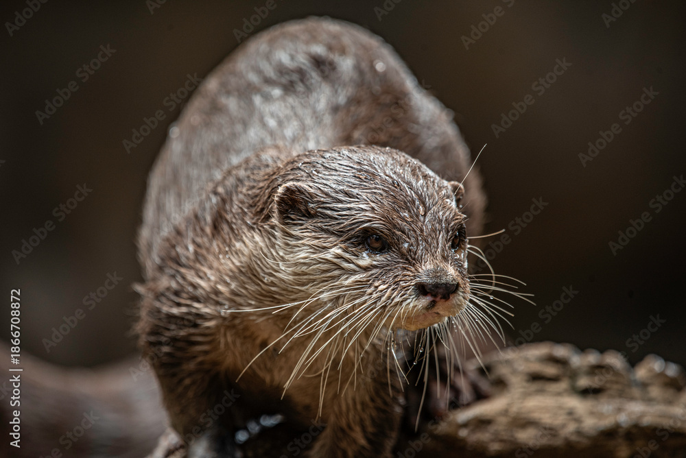 Fototapeta premium portrait of a sea otter close up