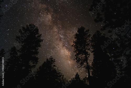 milky way through the trees