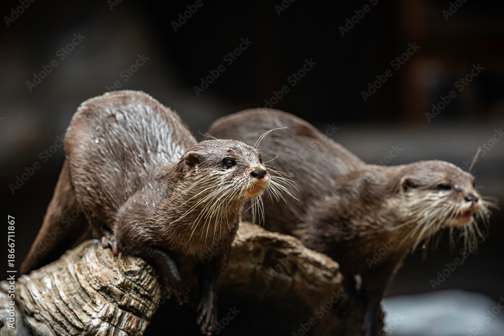 Fototapeta premium portrait of a sea otter close up