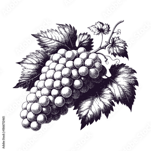 bunch of grapes vector