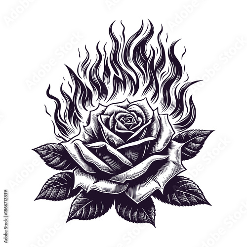 burning rose