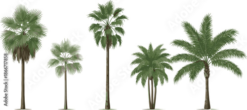 Realistic Palm Tree Collection with Tropical Plant Silhouettes for Landscape Design, Nature Illustrations, Travel Graphics, and Botanical Vector Projects