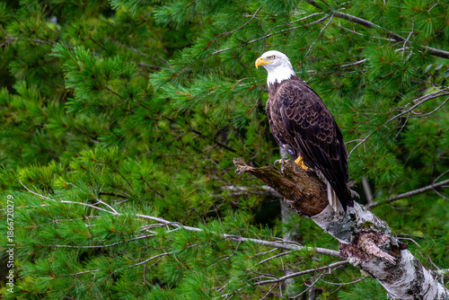 Bald Eagle (Haliaeetus leucocephalus) adult, perched in a pine tree