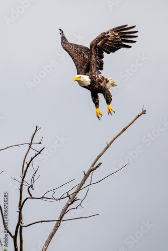 Bald Eagle (Haliaeetus leucocephalus) adult, taking off from a tree