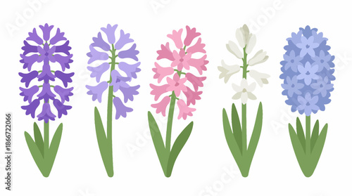 Colorful hyacinth flowers in bloom 1. Spring Vector Packs. EPS Editable