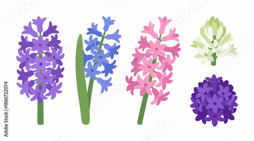 Colorful hyacinth flowers in bloom. Spring Vector Packs. EPS Editable