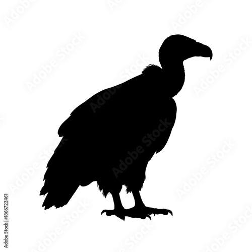 Silhouette of a vulture standing tall with sharp gaze