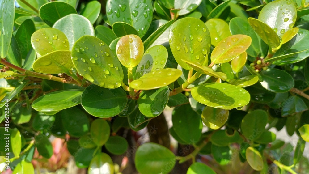 Obraz premium Macro shot of fresh green leaves with water drops under bright sunlight. Beautiful natural background for nature, growth, and ecology concepts