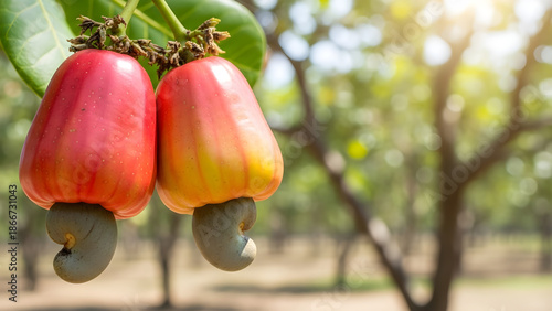 Cashew fruits with nuts on a tree branch in an orchard, ripe and ready for harvest, showcasing natural growth and abundance in a tropical setting