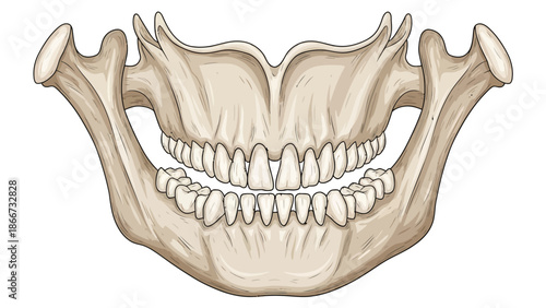 Anterior view of upper and lower jaws illustrating a central diastema