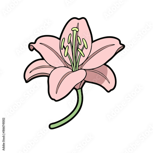 Beautiful pink lily flower on black background