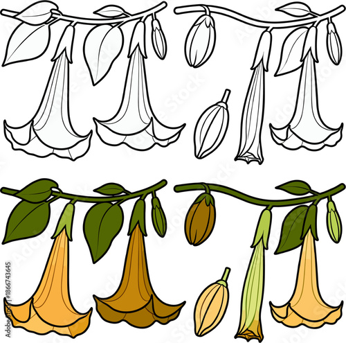 Datura Flower Botanical Vector, Black and White Line Art and Flat Color Illustration