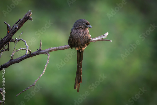 Magpie Shrike perched on a branch