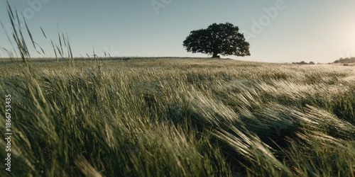 A lone tree stands on a grassy hill, wind blowing through tall grass under a clear sky