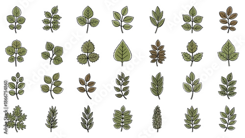 A collection of various green leaves with different shapes and sizes on a white background