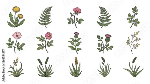 Various plants and flowers are arranged in rows on a white background for illustration purposes in a botanical setting from a side view.