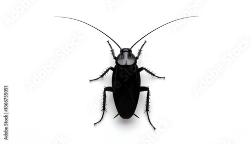 Close-up Studio Shot of a Black Cockroach on a White Background.