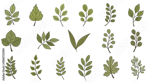 A collection of various green leaves with different shapes and sizes is arranged neatly on a plain white background for reference.