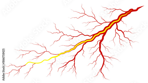 Blood vessel anatomy Isolated background