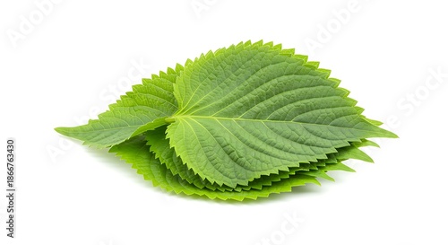 Fresh Vibrant Green Perilla Leaves with Serrated Edges Isolated on Clean White Background for Culinary and Decorative Use