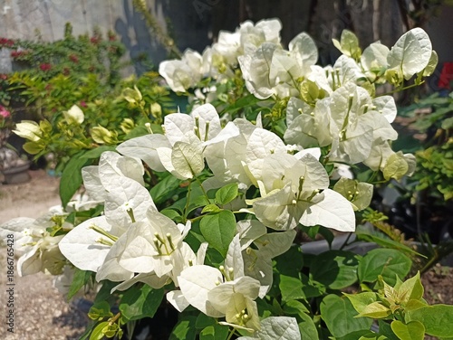 White Bougainvillea Flowers in Garden