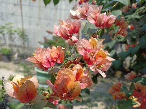 Colorful Bougainvillea Flowers in Garden Setting
