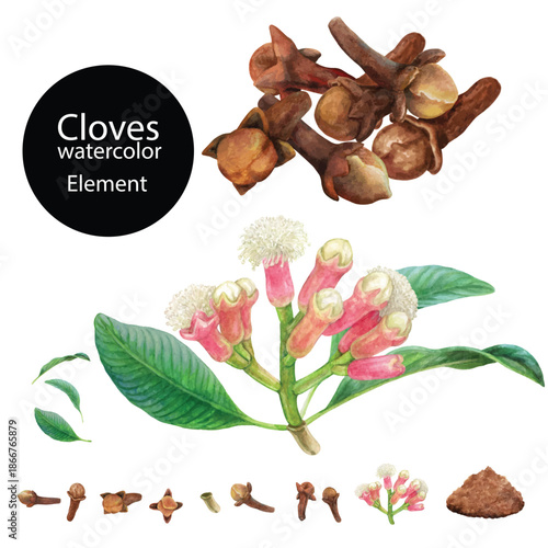 Elements of Clove hand painted with watercolor isolated on transparent background