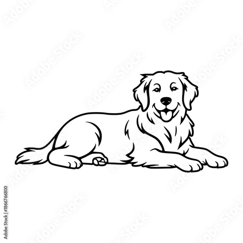 Golden Retriever Laying