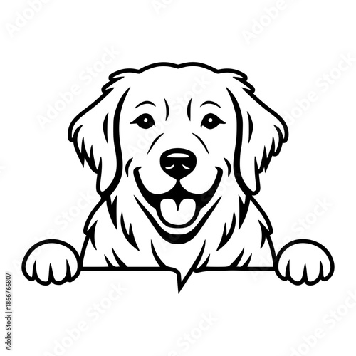 Golden Retriever Peeking