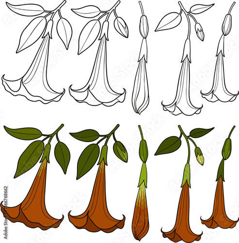 Flat Vector Illustration Collection of Datura Trumpet Flowers in Various Poses: Black Outline Line Art and Rich Orange Colored Variants with Green Leaves – Botanical Elements Pack
