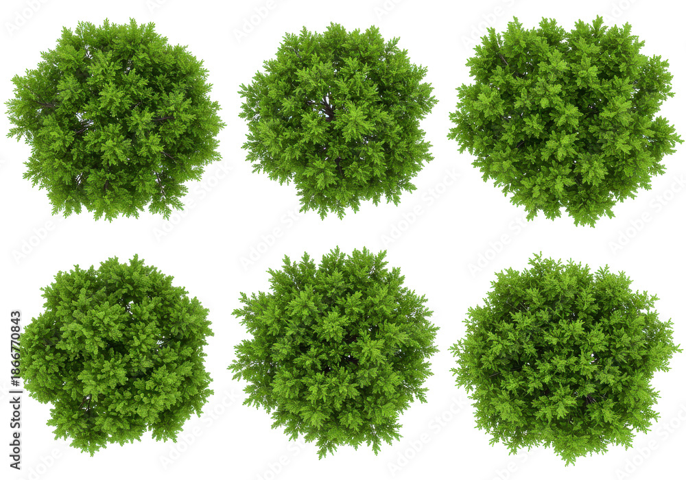Obraz premium Six Lush Green Trees Displaying Dense Foliage from a Bird's-Eye View