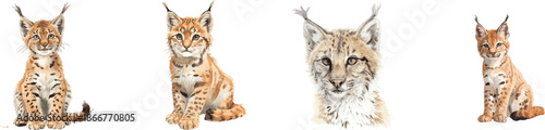 Watercolor illustration of a young lynx isolated on a white background