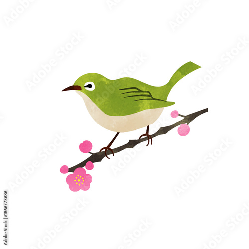 水彩風　梅の花とメジロ
