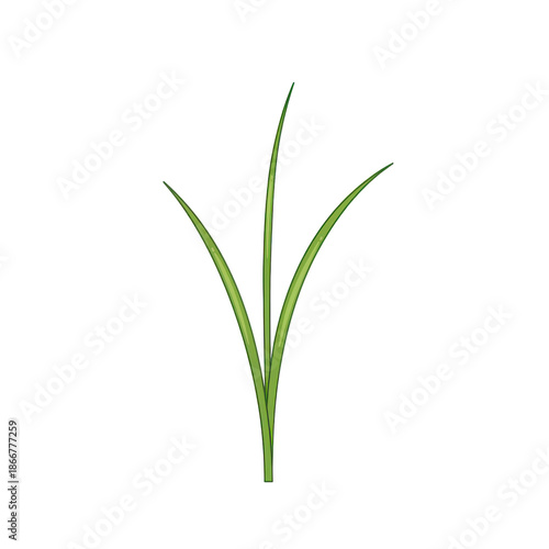 Wallpaper Mural Three green blades of grass, simple illustration, upward growth isolated on white background Torontodigital.ca