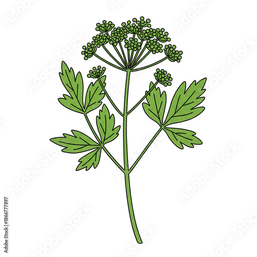 Vibrant green plant with detailed leaves and flower clusters isolated on white background