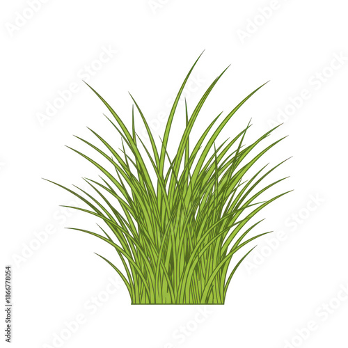 Detailed illustration of lush green grass blades in a dense clump isolated on white background