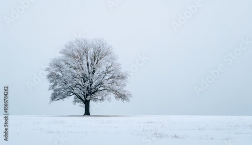 Lone frosted tree stands in a snow-covered field against a pale, overcast sky