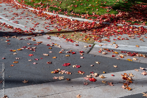 Fotografie Fall changes, dry red maple leaves on street and sidewalk with ADA compliant acc