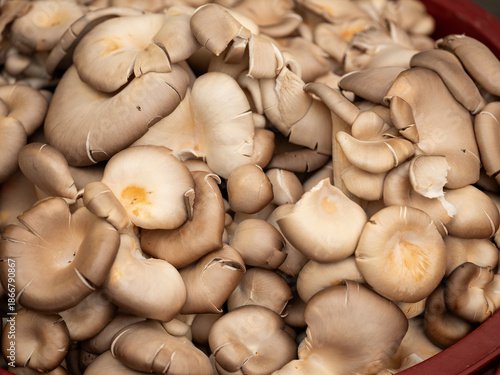 Fresh mushrooms at a traditional market