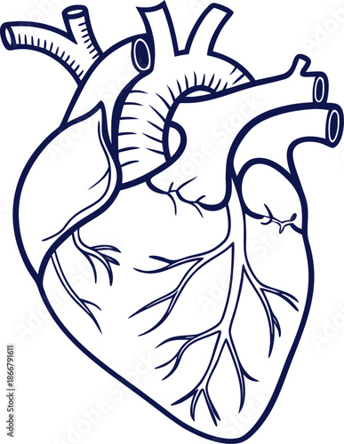 human heart icon outline vector icon