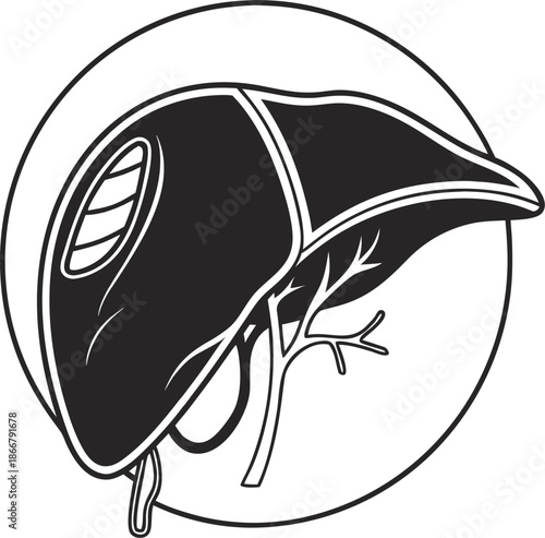 liver icon outline icon vector