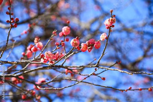 Close Up of Pink Plum Flowers in Bloom