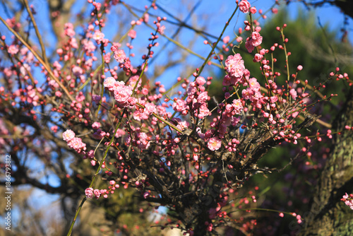 Delicate Pink Plum Flowers on Tree Branch