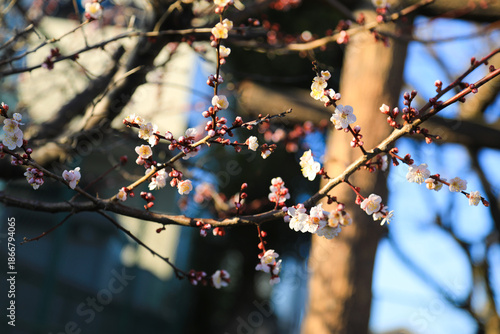 Pink Plum Blossom Flowers for Floral Design Background