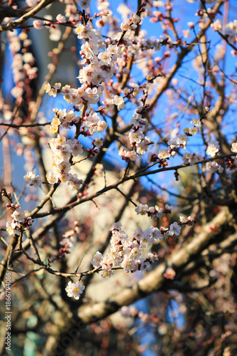 Pink Plum Flowers Closeup on Sunny Day