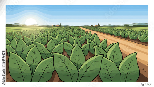 Vast Tobacco Field Leaves Under Sunrise.