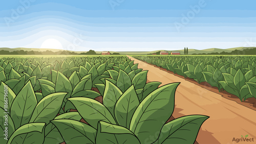 Tobacco Plant Field with Dense Green Leaves Under Sunrise.