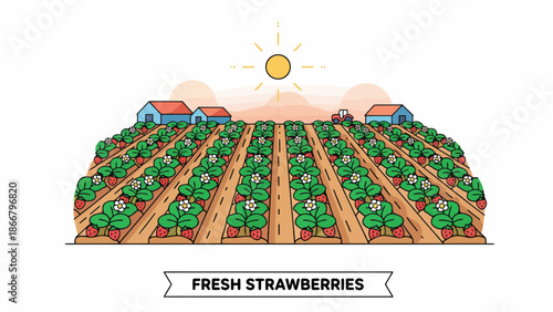 Fresh Strawberries On Abundant Farm Rows.