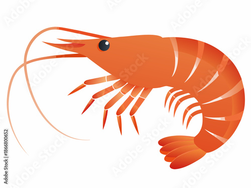 An illustration of a vibrant orange shrimp with detailed anatomical features